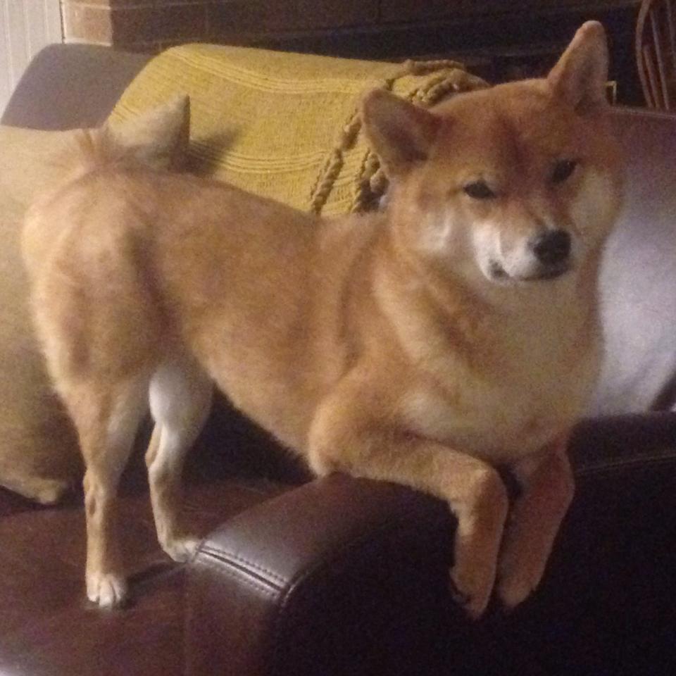 【比赛前瞻】顶尖运动员如何设计战术布局以应对不同对手？，运动员战术能力构成