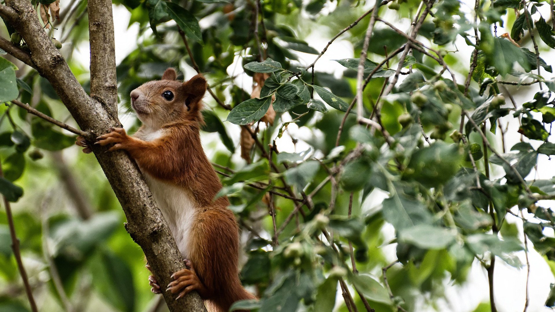 全国青少年篮球“金牌教练团”正式成立，推动专业指导，青少年篮球教练简介